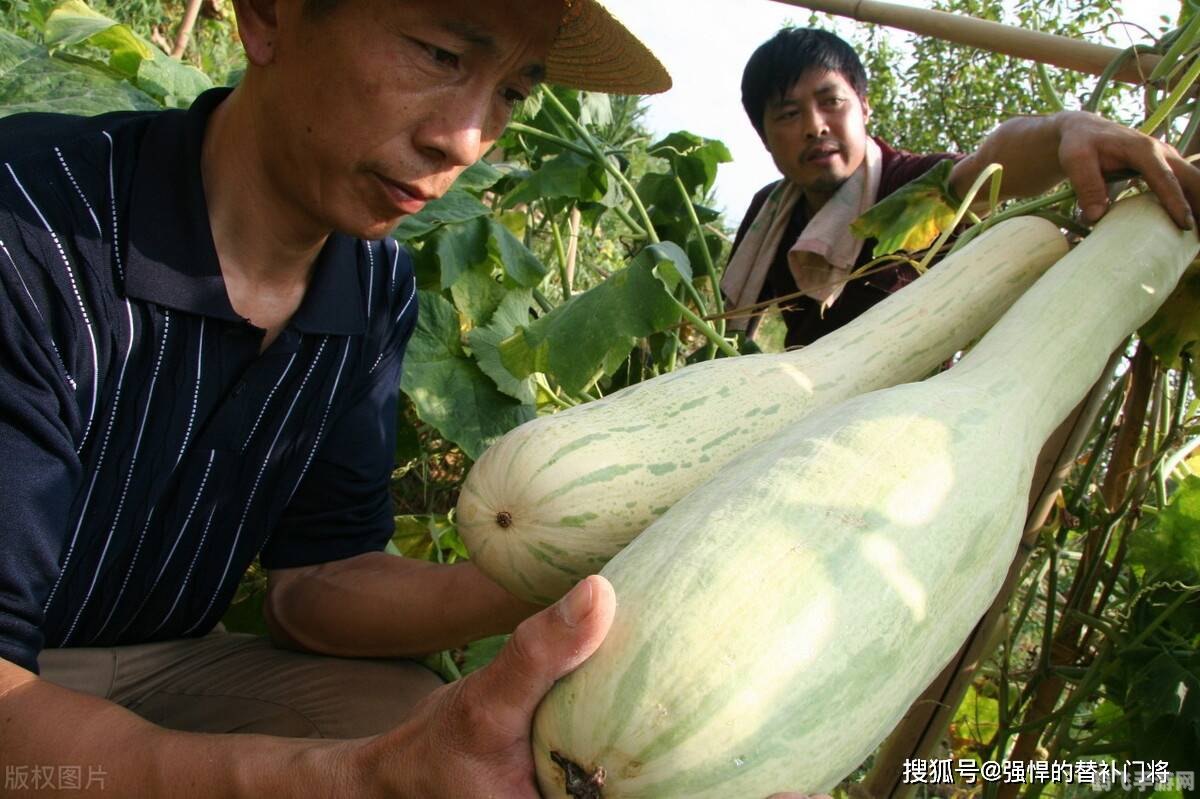 砍瓜神奇自愈能力揭秘，受伤时分泌的神秘液体